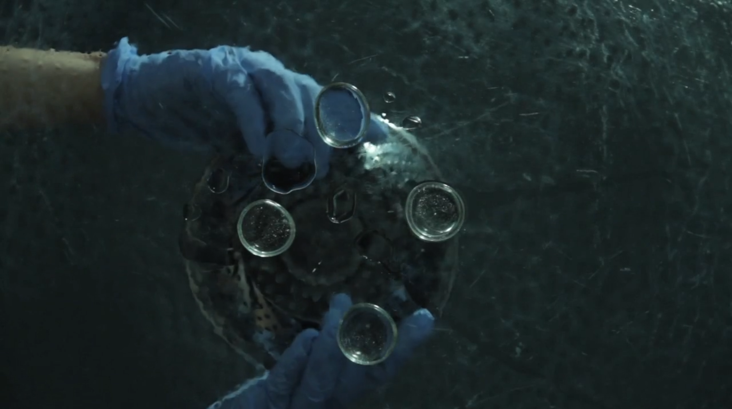 Autosexual Reproduction